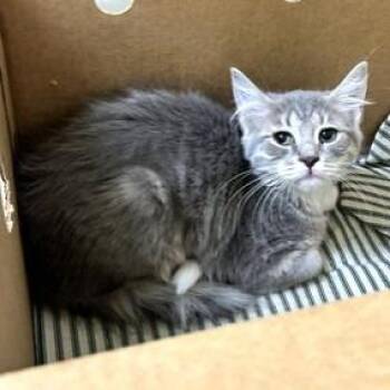Domestic Short Hair Cats Available for Adoption - Fried Chicken | PetCurious
