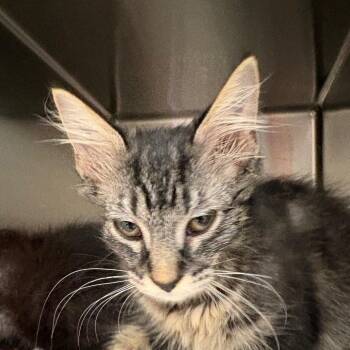 Sol -  Domestic Medium Hair Cat for Adoption in Kennebunk, Maine - Sol | PetCurious