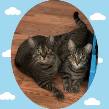 Rescue American Shorthair Cats for Adoption - Mickey Bonded Daisy | PetCurious