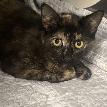 Domestic Short Hair Cats Available for Adoption in Austin, Texas - Susie The Snail | PetCurious