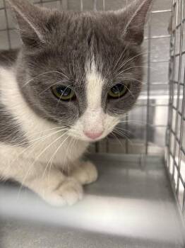 Domestic Short Hair Cats Available for Adoption in Las Vegas, Nevada - PELUDO | PetCurious