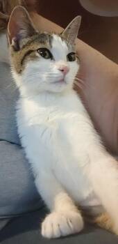 Domestic Short Hair Cats Available for Adoption in Phoenix, Arizona - Popita | PetCurious