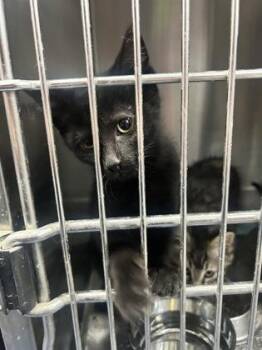 CarrotCake -  Domestic Short Hair Cat for Adoption in Simcoe, Ontario - CarrotCake | PetCurious