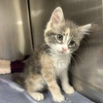 Domestic Medium Hair Cats Available for Adoption in Bullhead City, Arizona - Kitten 05/06/2026 | PetCurious