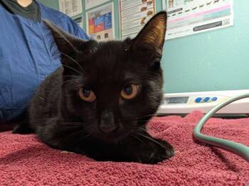 Bat Cat -  Domestic Short Hair Cat for Adoption in Sherwood, Oregon - Bat Cat | PetCurious