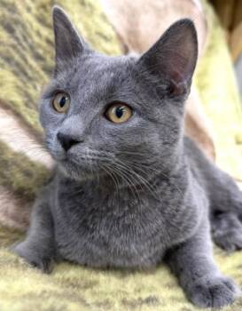 Domestic Short Hair Cats Available for Adoption - Cash | PetCurious