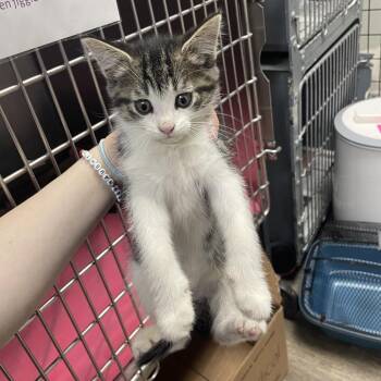 Domestic Short Hair Cats Available for Adoption in Bloomington, Illinois - Cheesecake | PetCurious