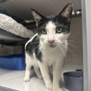 Rescue Domestic Short Hair Cats for Adoption in Blue Ridge, Georgia - Zoe | PetCurious