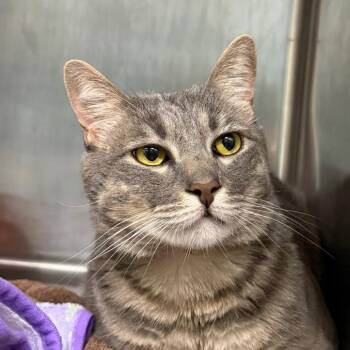 Monty -  Domestic Short Hair Cat for Adoption in Buffalo, New York - Monty | PetCurious