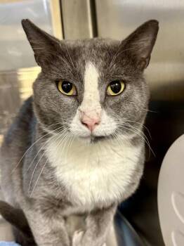 Guth Buth -  Domestic Short Hair Cat for Adoption in Wichita, Kansas - Guth Buth | PetCurious