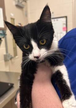 Guinevere -  Domestic Short Hair Cat for Adoption in Fishers, Indiana - Guinevere | PetCurious