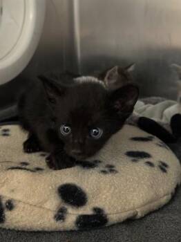 PIT -  Domestic Short Hair Cat for Adoption in Riverside, California - PIT | PetCurious
