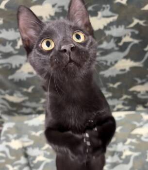 Rescue Domestic Short Hair Cats for Adoption in Tillsonburg, Ontario - VITO | PetCurious