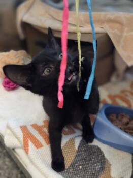 Isaac -  Domestic Short Hair Cat for Adoption in Westland, Michigan - Isaac | PetCurious