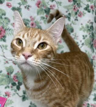 261076  Chase -  Domestic Medium Hair Cat for Adoption in Wetumpka, Alabama - 261076  Chase | PetCurious
