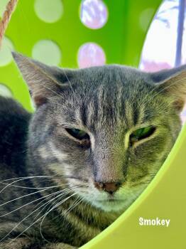 Domestic Short Hair Cats Available for Adoption in Windsor, Connecticut - Smokey | PetCurious