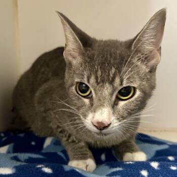 Splicer -  Domestic Medium Hair Cat for Adoption in Saint Joseph, Missouri - Splicer | PetCurious