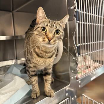 Rescue Domestic Short Hair Cats for Adoption in Spokane, Washington - Buffy | PetCurious