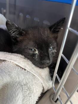POLLY -  Domestic Short Hair Cat Available for Adoption in Fort Lauderdale, Florida - POLLY | PetCurious