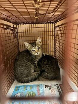Koby -  Domestic Short Hair Cat for Adoption in Austin, Texas - Koby | PetCurious