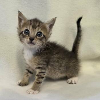 Bramble 3451 -  Domestic Short Hair Cat for Adoption in Hamilton, Georgia - Bramble 3451 | PetCurious