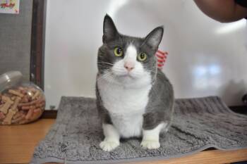 Stormy -  Domestic Short Hair Cat for Adoption in North Judson, Indiana - Stormy | PetCurious
