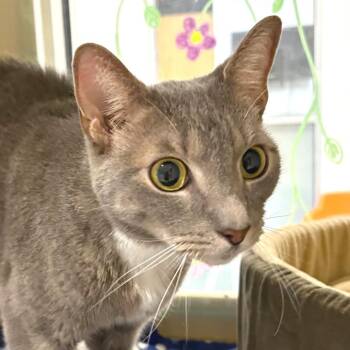 Domestic Short Hair Cats Available for Adoption in Sarasota, Florida - Lipton | PetCurious