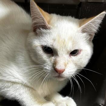 Domestic Short Hair Cats Available for Adoption - Elsa | PetCurious
