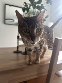 Rescue Bengal Cats for Adoption in Denver, Colorado - Zobi | PetCurious