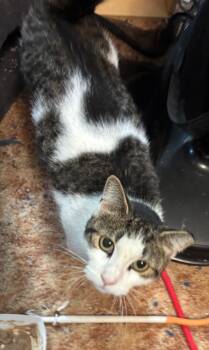 Rescue Domestic Short Hair Cats for Adoption in Grand Rapids, Michigan - Hodge | PetCurious