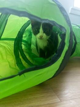 Lady Grey -  Tuxedo and Domestic Short Hair Cat for Adoption in Lucas, Texas - Lady Grey | PetCurious