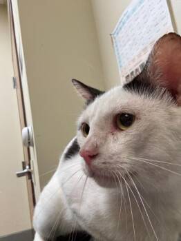 Valor -  Domestic Short Hair Cat for Adoption in West Chester, Pennsylvania - Valor | PetCurious
