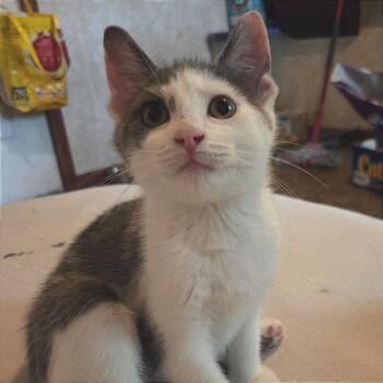Yeti -  Domestic Short Hair Cat for Adoption in Traverse City, Michigan - Yeti | PetCurious