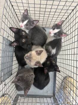 26-1097C -  Domestic Short Hair Cat for Adoption in Sorrento, Louisiana - 26-1097C | PetCurious