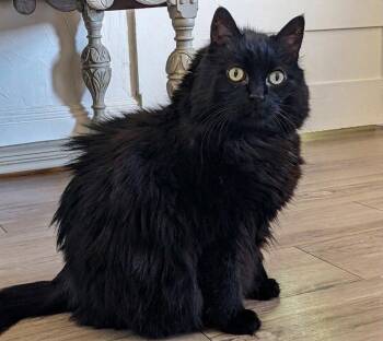 Kitty -  Domestic Medium Hair Cat for Adoption in Anacortes, Washington - Kitty | PetCurious