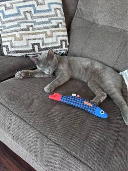 Onyx -  Domestic Short Hair Cat for Adoption in Calverton, Maryland - Onyx | PetCurious