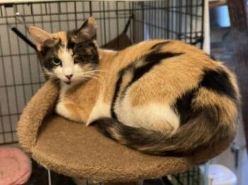 Butterscotch OR14442-T -  Domestic Short Hair and Calico Cat for Adoption in Missouri City, Texas - Butterscotch OR14442-T | PetCurious
