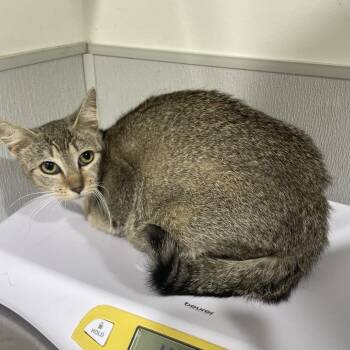 Domestic Short Hair Cats Available for Adoption in Tampa, Florida - Muriel | PetCurious