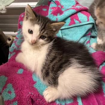 American Bobtail and Domestic Short Hair Cats Available for Adoption in Brownsboro, Alabama - Yosemite | PetCurious