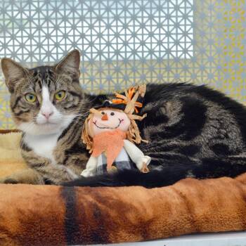 Rescue Domestic Short Hair and Tabby Cats for Adoption in Sanford, Florida - Disco | PetCurious