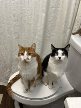 Tuxedo Cats Available for Adoption in Oberlin, Ohio - Ruth And Henry | PetCurious