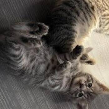 Domestic Short Hair Cats Available for Adoption in Quakertown, Pennsylvania - Bella | PetCurious