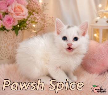 Pawsh Spice -  Turkish Angora and Domestic Long Hair Cat for Adoption in Douglasville, Georgia - Pawsh Spice | PetCurious