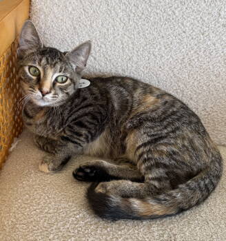Rescue Tabby and Domestic Short Hair Cats for Adoption in San Luis Obispo, California - Millie - Playful Sweetheart At The Cafe | PetCurious
