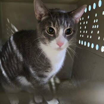 Apple Martin -  Domestic Short Hair Cat for Adoption in Newark, New Jersey - Apple Martin | PetCurious