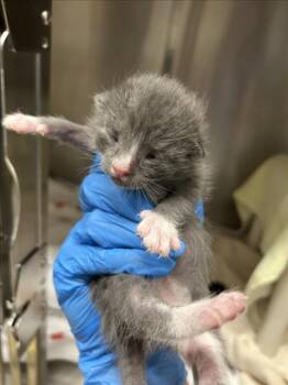 MEDOVIK -  Domestic Short Hair Cat for Adoption in Derwood, Maryland - MEDOVIK | PetCurious