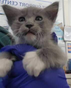 Rescue Domestic Short Hair Cats for Adoption in Dallas, Texas - BUZZ | PetCurious