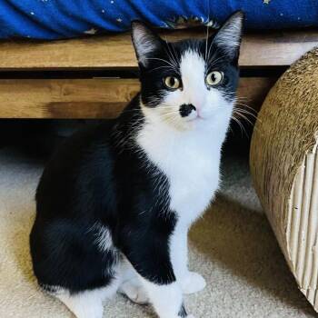Rescue Domestic Short Hair Cats for Adoption in Shorewood, Illinois - Cookie | PetCurious