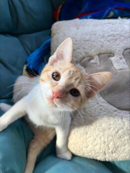 Rescue Domestic Short Hair Cats for Adoption in Davis, California - Acorn | PetCurious