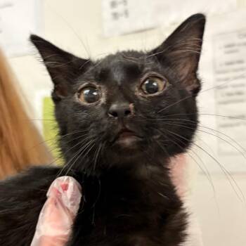 Steely -  Domestic Medium Hair Cat for Adoption in Charleston, West Virginia - Steely | PetCurious